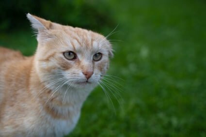 cat with one ear down