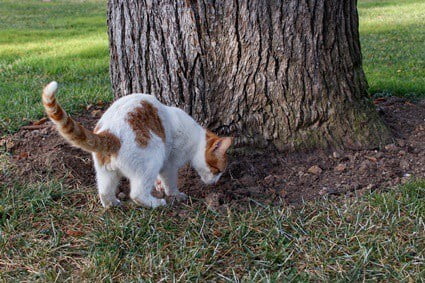 do cats bury food for later?