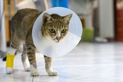 does cat saliva heal wounds?