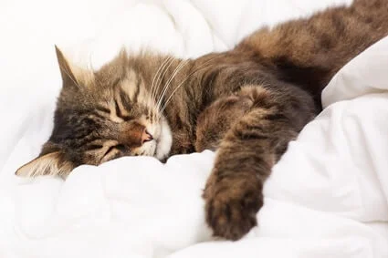 how do cats fall asleep so quickly?