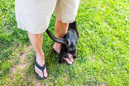 how do cats let you know they are hungry?