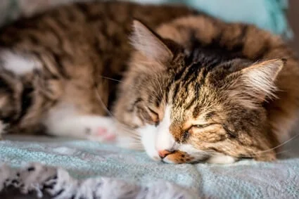 how fast can cats fall asleep?
