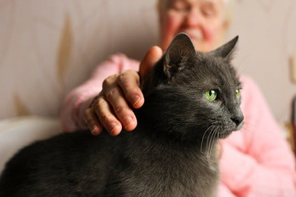 how to tell if cat has dementia