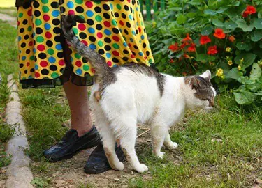 what does it mean when a cat rub against you?