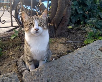 what does it mean when a cat's ears are straight up?