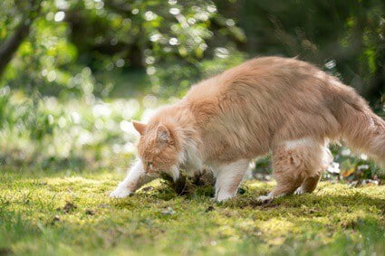 why do cats bury their food dish?