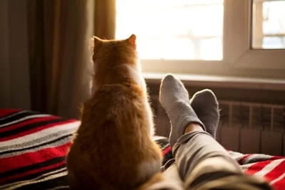 why do cats like feet smell?