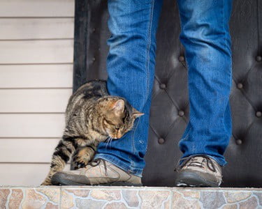 why do cats rub against you when hungry?