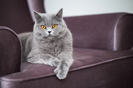 why does my cat jump in my chair when I get up?