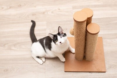 can cats have learning disabilities?