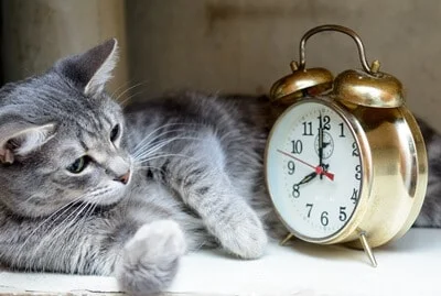 can cats tell time?