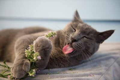 catnip uses for cats
