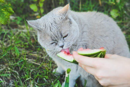 do cats like watermelon?