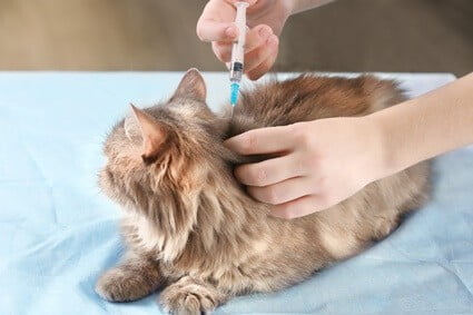 do older cats need vaccinations?