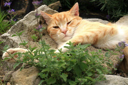 how to prepare catnip for cats