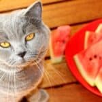 is-watermelon-safe-for-cats?