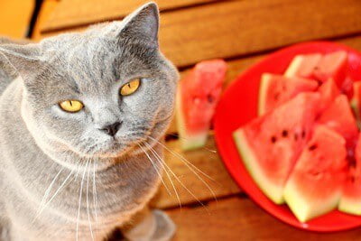 is-watermelon-safe-for-cats?