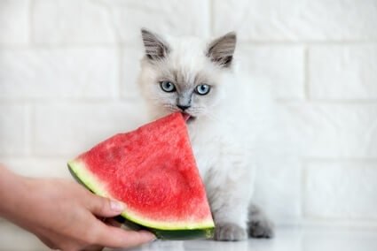 watermelon juice for cats