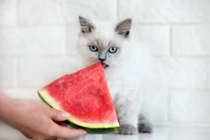 Can Cats Safely Eat Watermelon? - Senior Cat Wellness