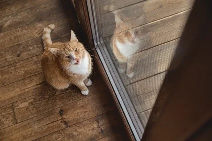 what happens when an indoor cat goes outside?