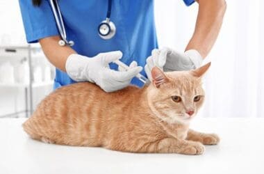 what vaccinations do cats need?