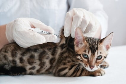 what vaccines do indoor cats need?