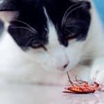 can cats get sick from cockroaches?
