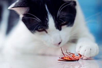 can cats get sick from cockroaches?