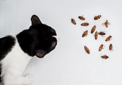 can cockroaches hurt cats?