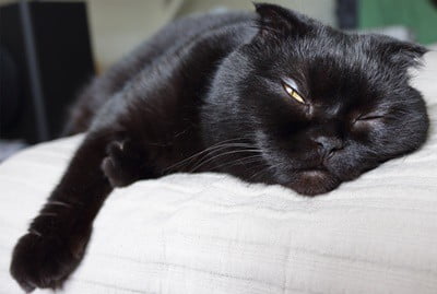 cat falls asleep with eyes open