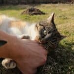 do cats bite affectionately?
