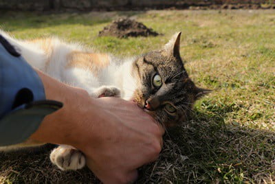 do cats bite affectionately?