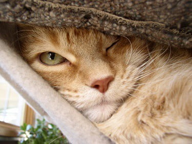 do cats sleep with one eye open?