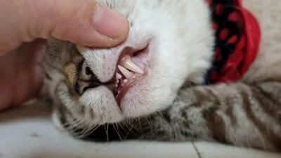 do senior cats lose their teeth?
