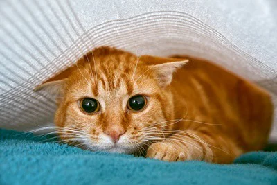 how to deal with shy cats