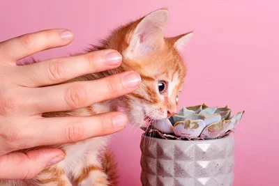 how to say no in cat language
