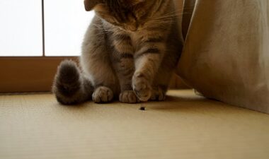 is it harmful for cats to eat flies?