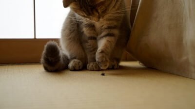 is it harmful for cats to eat flies?