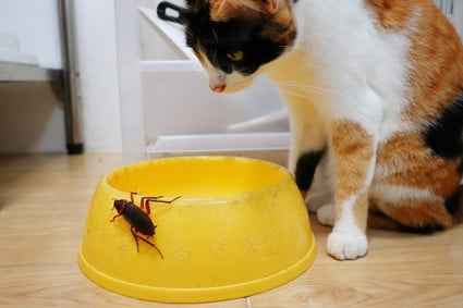 is it normal for cats to eat cockroaches?