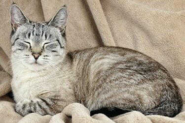 why do cats close their eyes when sleeping?