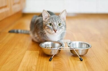 why do cats leave food in their bowl?