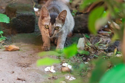 猫は死ぬときに一人でいることを好むのですか？