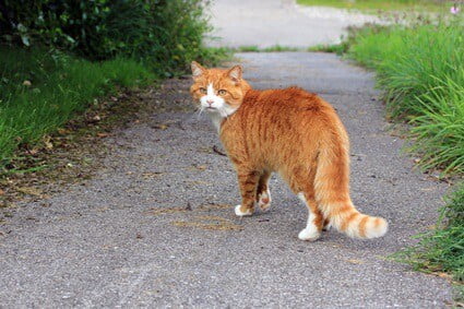  Pourquoi Les Chats S'Isolent-Ils Pour Mourir?