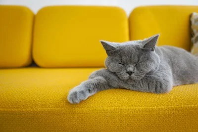 are cats supposed to breathe fast while sleeping?