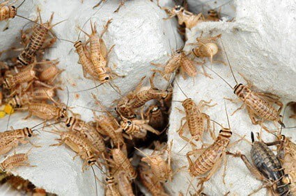 are crickets bad for cats?