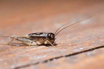 are crickets toxic to cats?