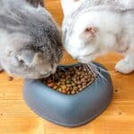 do cats need separate food bowls?