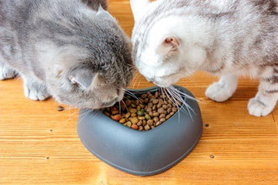 do cats need separate food bowls?