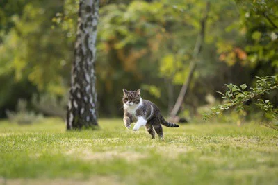 why do cats run away from humans?