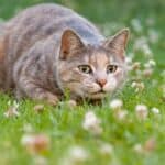why do cats wiggle their bums before they pounce?